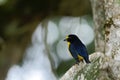 Yellow-throated Euphonia sitting on tree in tropical mountain rain forest in Costa Rica, clear and green background, small songbir Royalty Free Stock Photo
