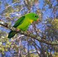 Yellow-Throated Hanging Parrot, loriculus pusillus, Adult standing on Branch