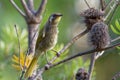 Yellow-throated Honeyeater - Nesoptilotis flavicollis - australian bird with yellow throat. Australia