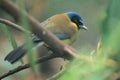 Yellow-throated laughingthush Royalty Free Stock Photo