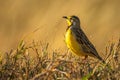 Yellow-throated longclaw with catchlight perched on grass