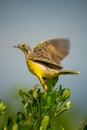 Yellow-throated longclaw flutters wings on leafy bush Royalty Free Stock Photo