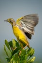 Yellow-throated longclaw flutters wings perched on bush Royalty Free Stock Photo