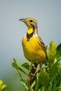 Yellow-throated longclaw perches on bush in sunshine Royalty Free Stock Photo