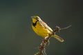 Yellow-throated longclaw on thorny branch with catchlight