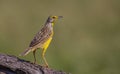 Yellow-throated longclaw (Macronyx croceus) Royalty Free Stock Photo