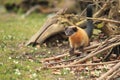 Yellow throated marten