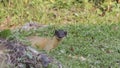 Yellow-throated Marten In Greenery