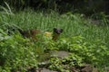 Yellow-throated Marten (Martes flavigula)