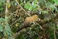 Yellow-throated Marten (Martes flavigula) Royalty Free Stock Photo