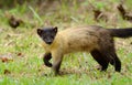 Yellow-throated Marten (Martes flavigula) Royalty Free Stock Photo