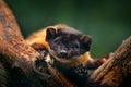 Yellow-throated marten, Martes flavigula, with clear green background. Wild Asia marten, India and China. Detail portrait. Small