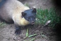 Yellow throated Marten, Martes flavigula Royalty Free Stock Photo