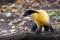 The yellow-throated marten Martes flavigula standing ma a tree trunk in natural habitat. Big asian marten in forest Royalty Free Stock Photo