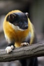 The yellow-throated marten Martes flavigula standing ma a tree trunk in natural habitat. Big asian marten in forest Royalty Free Stock Photo