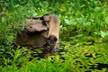 Yellow-throated marten, Martes flavigula, in tree forest habitat, Chitwan National Park, China. Small predator sitting in green ve Royalty Free Stock Photo