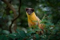 Yellow-throated marten, Martes flavigula, in tree forest habitat, Chitwan National Park, China. Small predator sitting in green ve Royalty Free Stock Photo