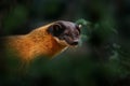 Yellow-throated marten, Martes flavigula, in tree forest habitat, Chitwan National Park, China. Small predator sitting in green