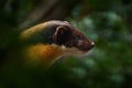 Yellow-throated marten, Martes flavigula, in tree forest habitat, Chitwan National Park, China. Small predator sitting in green Royalty Free Stock Photo