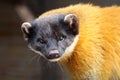 Yellow-throated marten