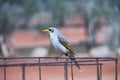 Yellow-Throated Miner in the Outback Royalty Free Stock Photo