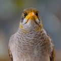 A Yellow Throated Miner bird acting like an angry bird Royalty Free Stock Photo