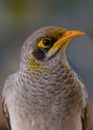 A Yellow throated Miner bird close up in Australia. Royalty Free Stock Photo