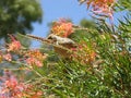 Yellow-throated Miner with flowers Royalty Free Stock Photo