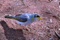Yellow throated miner Royalty Free Stock Photo