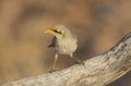 Yellow throated miner perched on branch Royalty Free Stock Photo
