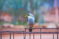 Yellow-Throated Miner Perching Royalty Free Stock Photo