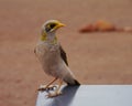 The Yellow throated Miner on a table Royalty Free Stock Photo