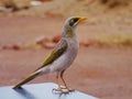 The Yellow throated Miner on a table