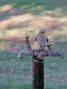 Yellow throated Miner on a tap Royalty Free Stock Photo