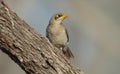 Yellow-throated Miner Royalty Free Stock Photo