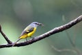 Yellow-throated Minivet