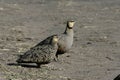 Yellow-throated sandgrouse, Pterocles gutturalis