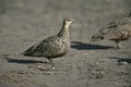 Yellow-throated sandgrouse, Pterocles gutturalis Royalty Free Stock Photo