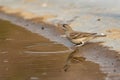 Yellow throated sparrow or chestnut shouldered petronia or petronia xanthocollis bird morning safari at jhalana forest jaipur