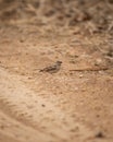 yellow throated sparrow or chestnut shouldered petronia or petronia xanthocollis bird on forest track in hot summer season safari Royalty Free Stock Photo