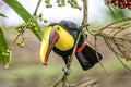 Yellow throated toucan closeup portrait eating fruit of a Palm tree in famous Tortuguero national park Costa Rica Royalty Free Stock Photo