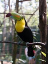 Yellow Neck Toucan