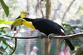 Yellow Neck Toucan