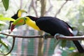 Yellow Neck Toucan