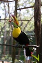 Yellow Neck Toucan with grape in it`s beak