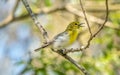 Yellow-throated Vireo Singing from a Branch