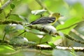 Yellow-throated Vireo on a tree branch