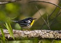 Yellow-Throated Warbler