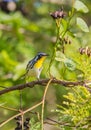 Yellow-throated Warbler on a branch with fruits