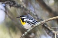 Yellow-throated Warbler (Setophaga dominica) Royalty Free Stock Photo